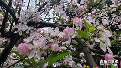 花都開(kāi)好了！