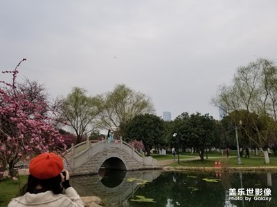 盛開的梅花