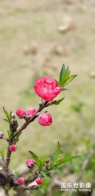 桃之夭夭，灼灼其華
