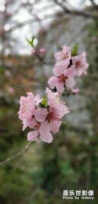 人面桃花相映紅，