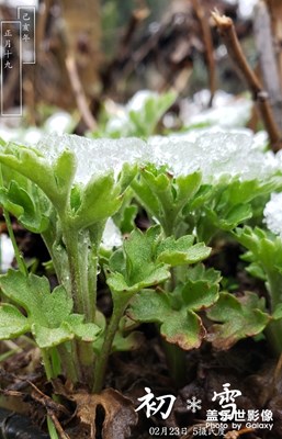 苔蘚