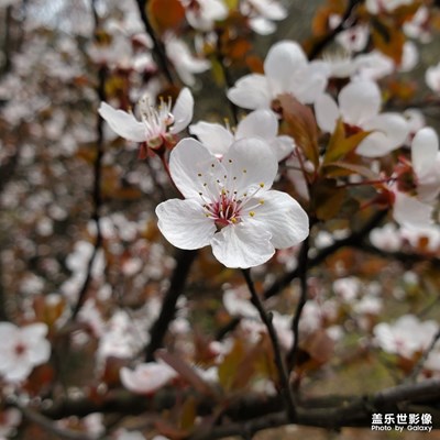 花瓣如玉雕，清香破窗入