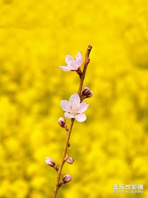 相機(jī)中實(shí)時(shí)虛化-風(fēng)吹菜花香