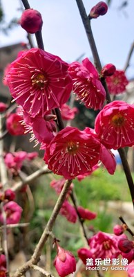 梅花
