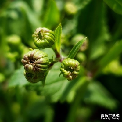 一抹森綠