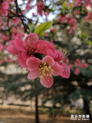 隨手拍-木瓜開(kāi)花春意濃