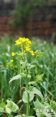 油菜花