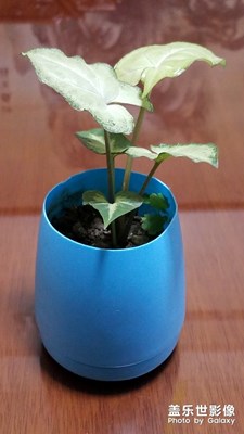 春，碧綠的氣息