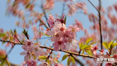 春暖花開(kāi)