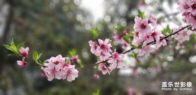 春花