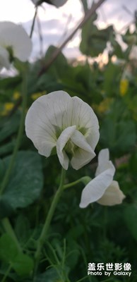豆花