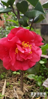 山茶花