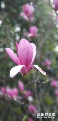 玉蘭花