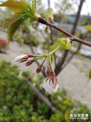 【風(fēng)光之美】+花色