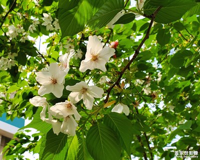 S10——春花從來笑春風(fēng)