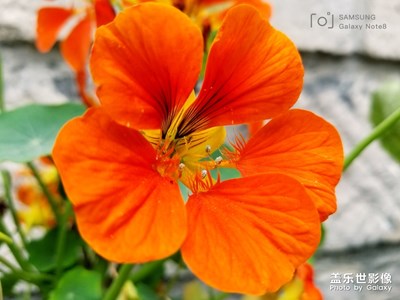 笑看花開是一種好心情，靜賞花落是一種好境界；