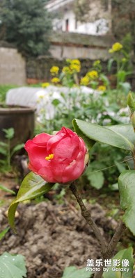 朵兒