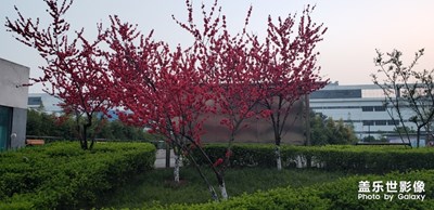 桃花盛開