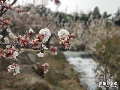 虛擬的花花世界