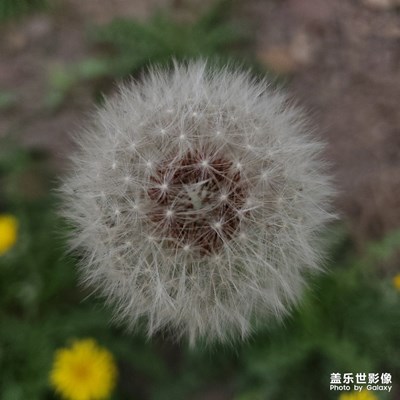 蒲公英