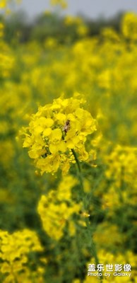 辛勤的采蜜者