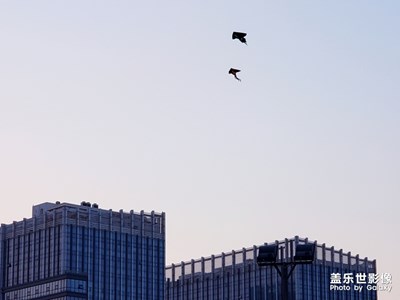 a刁