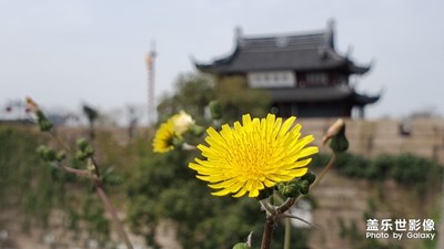 【風(fēng)光之美】-蘇州盤(pán)門(mén)