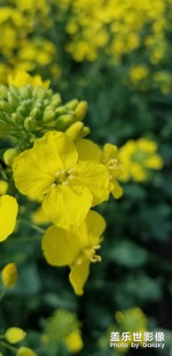 s8 拍個(gè)油菜花
