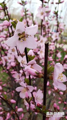 【四月你好】+人間四月是芳菲