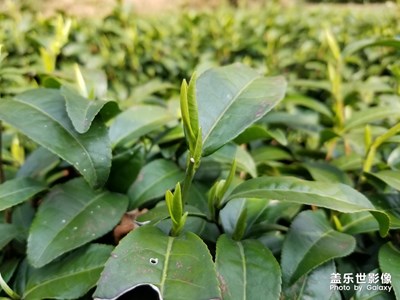 春天的味道