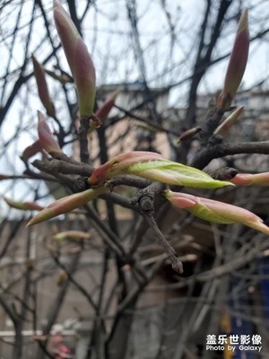 【四月你好】+黃角芽