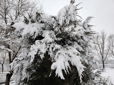 雪后隨拍