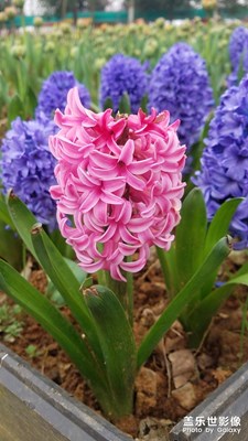 S7拍的，用了3年的機器