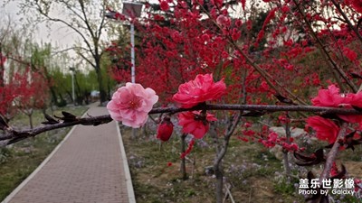 獨(dú)一無(wú)二的桃花
