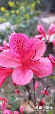 杜鵑花