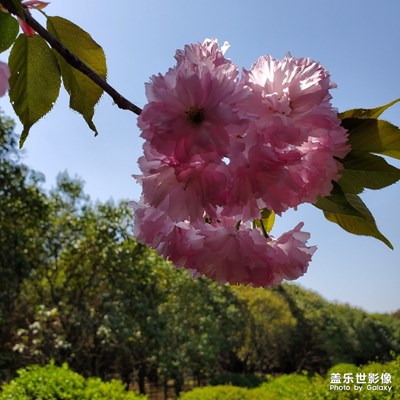 大學(xué)里的櫻花