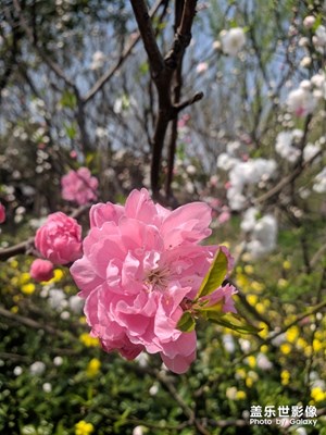 上海 顧村公園 櫻花節(jié) 一