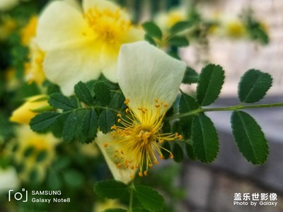 東來刺繡女

執(zhí)手共留春