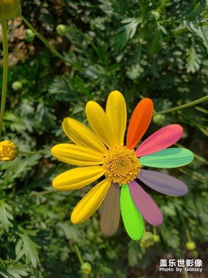 換種風(fēng)格，漂亮的花兒