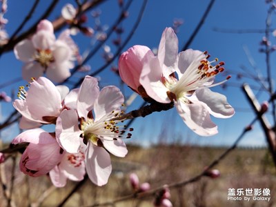 【四月你好】+花開香溢