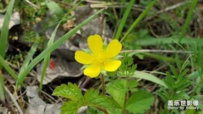 春風(fēng)吹，花兒開(kāi)