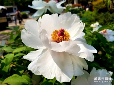 【陽(yáng)光的味道】+春光暖暖的復(fù)興公園