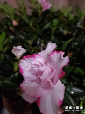 家里暗光虛化拍