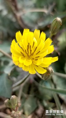 路邊的花花草草
