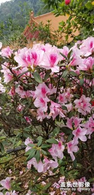 再美的鮮花都會凋零