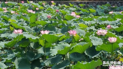 【陽光的味道】陽光下的荷花