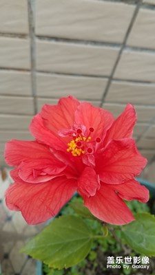 大紅花