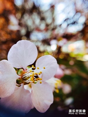 桃花開(kāi)