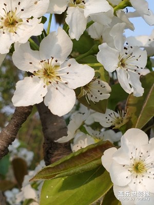 櫻花梨花海棠花