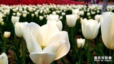 邀你來看花